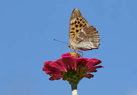 Attēlu rezultāti vaicājumam “Argynnis paphia female”