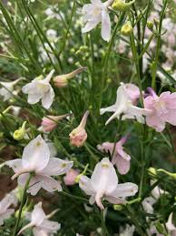 Image result for Delphinium