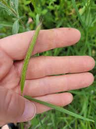 Attēlu rezultāti vaicājumam “Corynephorus canescens leaf”