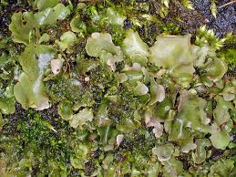 Attēlu rezultāti vaicājumam “Dermatocarpon luridum”