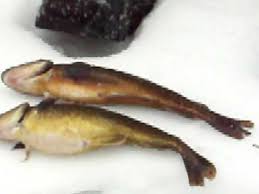 Image result for Microgadus tomcod