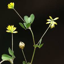 Attēlu rezultāti vaicājumam “Trifolium dubium flower”