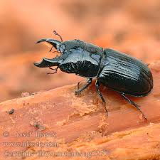 Attēlu rezultāti vaicājumam “Ceruchus chrysomelinus”