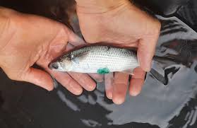 Image result for Chelon richardsonii