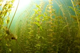 Attēlu rezultāti vaicājumam “Potamogeton perfoliatus flower”