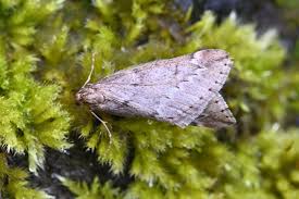 Attēlu rezultāti vaicājumam “Alsophila aescularia”