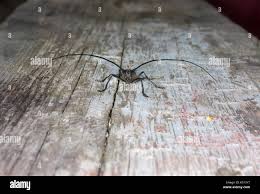 Attēlu rezultāti vaicājumam “Monochamus urussovi”