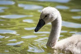 Attēlu rezultāti vaicājumam “Cygnus olor”