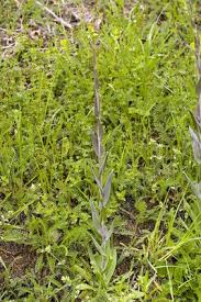 Attēlu rezultāti vaicājumam “Arabis glabra leaf”