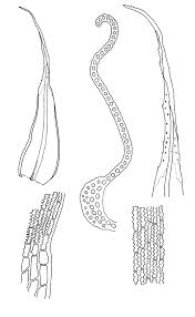 Attēlu rezultāti vaicājumam “Racomitrium heterostichum”