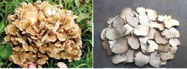 Attēlu rezultāti vaicājumam “Polyporus umbellatus”