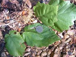 Attēlu rezultāti vaicājumam “Corylus avellana leaf”