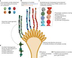 Attēlu rezultāti vaicājumam “Enteridium corticatum spores”