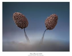 Attēlu rezultāti vaicājumam “Hemitrichia chrysospora young”