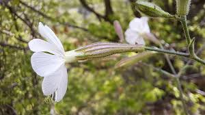 Attēlu rezultāti vaicājumam “Silene tatarica flower”