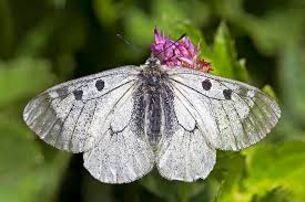 Attēlu rezultāti vaicājumam “Parnassius mnemosyne underside”