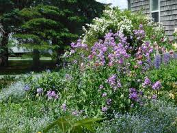 Image result for Hesperis matronalis
