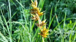 Attēlu rezultāti vaicājumam “Carex spicata”