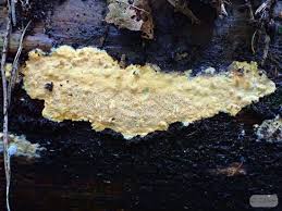 Attēlu rezultāti vaicājumam “Anomoporia bombycina”