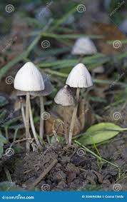 Attēlu rezultāti vaicājumam “Panaeolus papilionaceus”