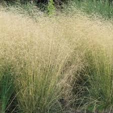 Attēlu rezultāti vaicājumam “Deschampsia cespitosa”