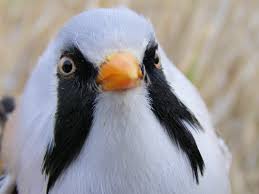 Attēlu rezultāti vaicājumam “Panurus biarmicus”