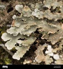 Attēlu rezultāti vaicājumam “Physconia enteroxantha”