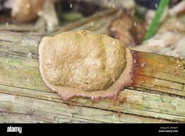 Attēlu rezultāti vaicājumam “Fuligo luteonitens macro”