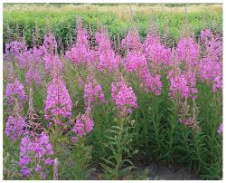 Image result for Epilobium angustifolium