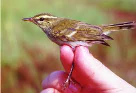Attēlu rezultāti vaicājumam “Phylloscopus trochiloides adult”