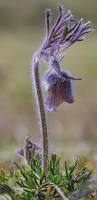Attēlu rezultāti vaicājumam “Pulsatilla pratensis”