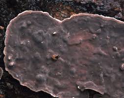 Attēlu rezultāti vaicājumam “Phellinus nigrolimitatus”