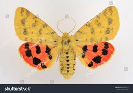 Attēlu rezultāti vaicājumam “Rhyparia purpurata”