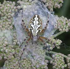 Attēlu rezultāti vaicājumam “Aculepeira ceropegia”