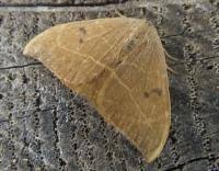 Attēlu rezultāti vaicājumam “Watsonalla binaria”