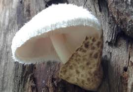 Attēlu rezultāti vaicājumam “Volvariella bombycina”