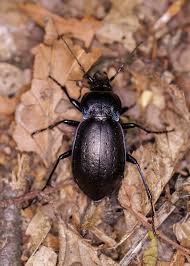 Attēlu rezultāti vaicājumam “Carabus nemoralis”