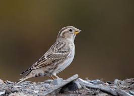 Image result for Petronia petronia