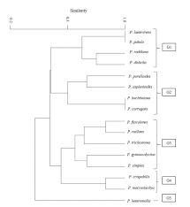 Attēlu rezultāti vaicājumam “Plagiochila porelloides sporophyte”
