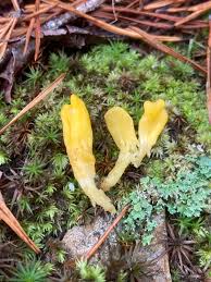 Attēlu rezultāti vaicājumam “Spathularia flavida”