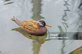 Attēlu rezultāti vaicājumam “Phalaropus fulicarius”