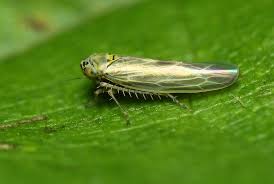 Attēlu rezultāti vaicājumam “Macrosteles nymph”