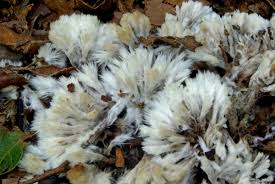 Attēlu rezultāti vaicājumam “Thelephora penicillata”