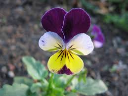 Attēlu rezultāti vaicājumam “Viola tricolor subsp. matutina flower”