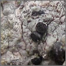 Attēlu rezultāti vaicājumam “Licea pusilla sessile”