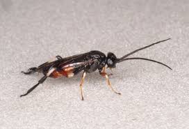 Attēlu rezultāti vaicājumam “Nematus salicis”