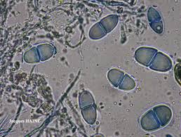 Attēlu rezultāti vaicājumam “Acrocordia gemmata”