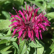 Image result for Monarda didyma