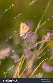 Attēlu rezultāti vaicājumam “Lycaena virgaureae male”