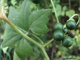 Attēlu rezultāti vaicājumam “Bryonia alba bud”